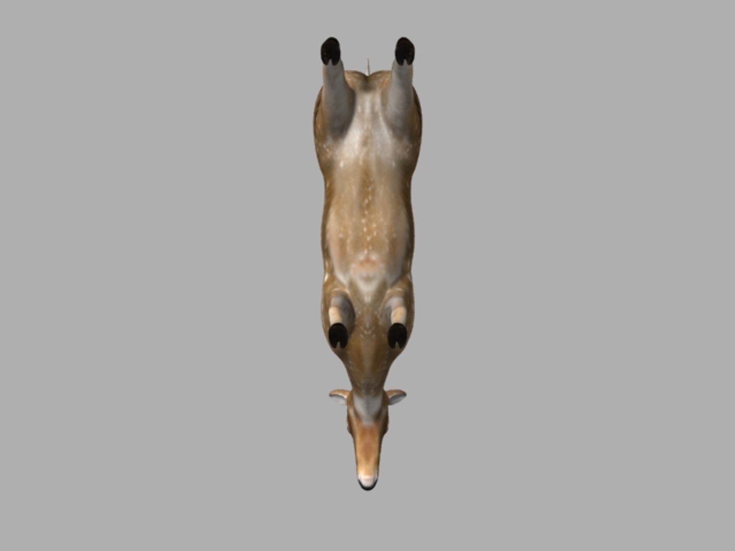 3D animal model https://p.turbosquid.com/ts-thumb/XN/xdzXmO/SfcKZoYs/bottom/jpg/1553679771/1920x1080/fit_q87/a9b4b05e5b890a90c5f800ceee797166168d17b8/bottom.jpg