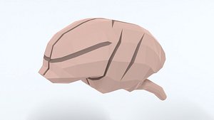 3D Low Poly Cartoon Monkey Brain