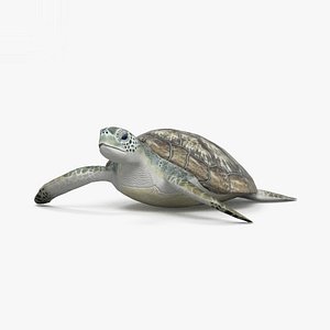 3D model hawksbill sea turtle