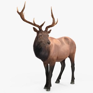 Realistic Elk Standing Pose with Fur