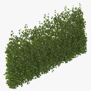 Ivy Patch 5x2.5m