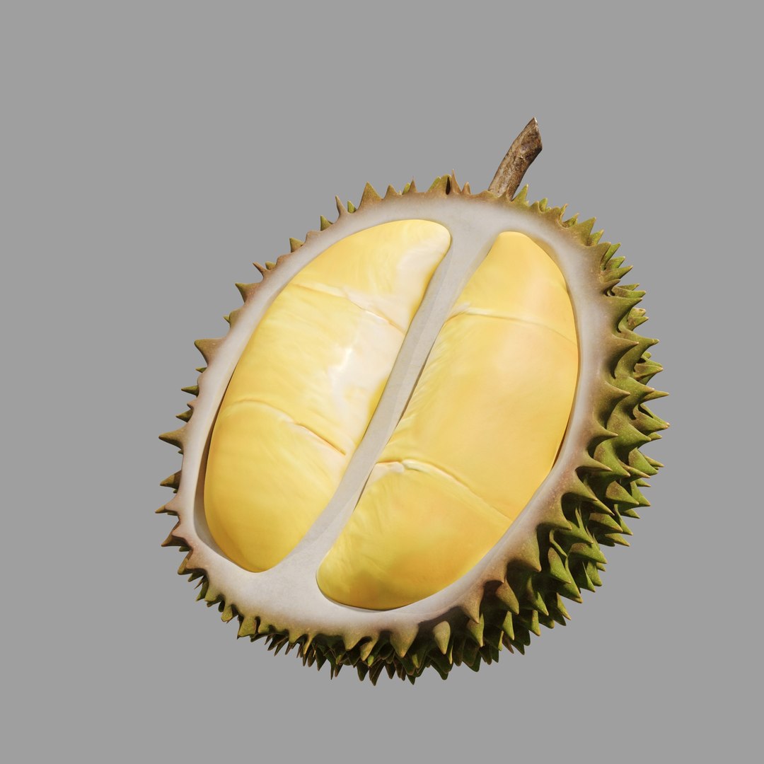 Durian Open Shell 3D - TurboSquid 2514477