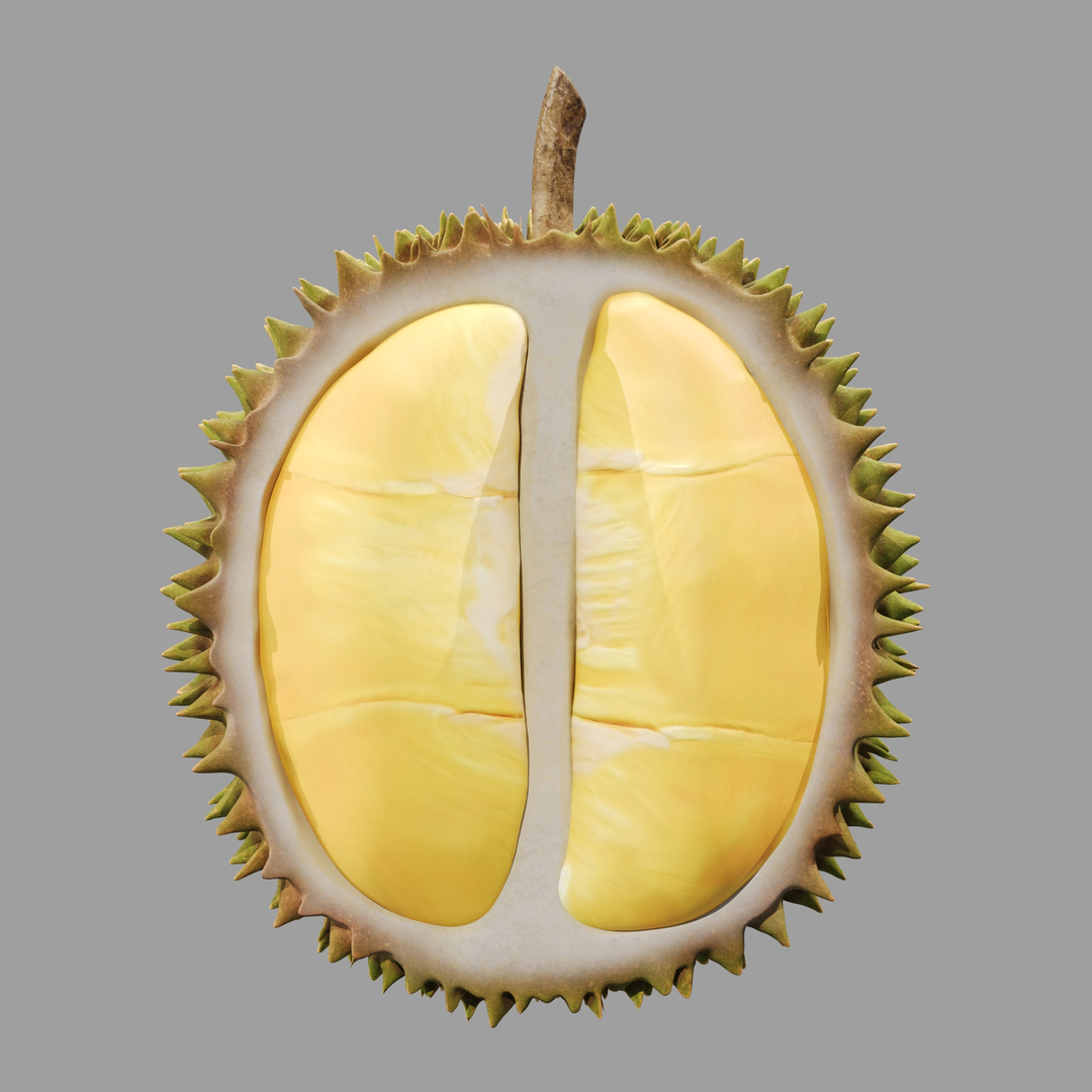 Durian Open Shell 3D - TurboSquid 2514477