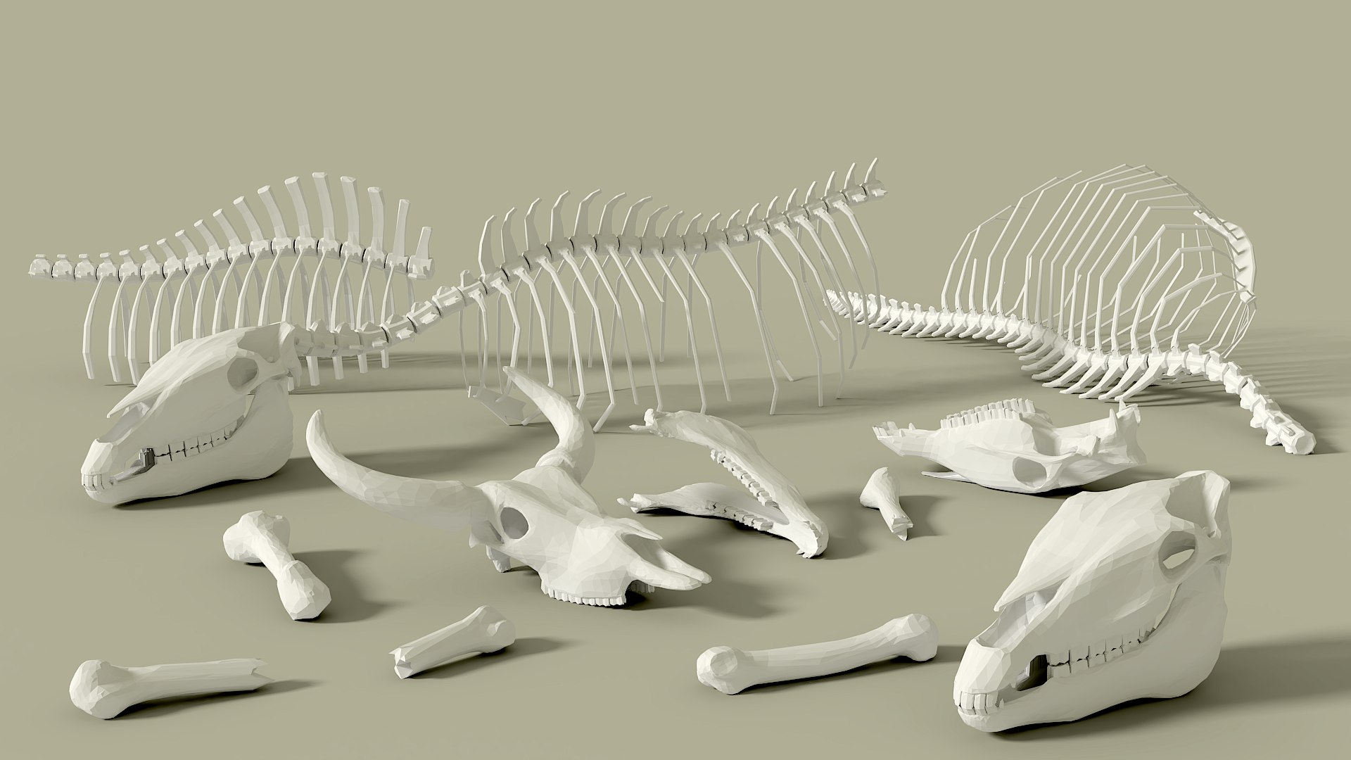 3D Animal Bone With Skull Model TurboSquid 1948371
