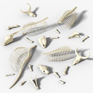 3D Animal bone with skull model