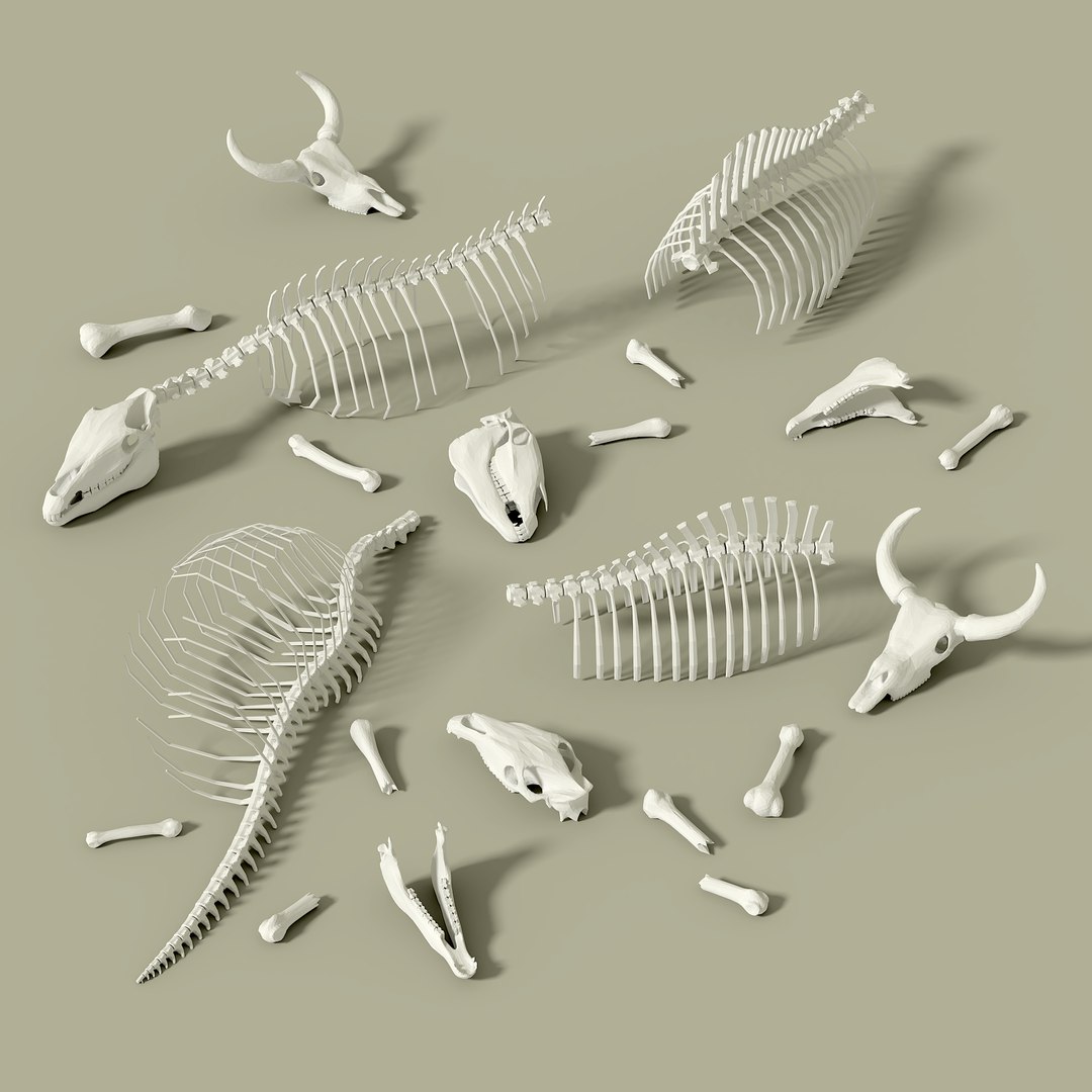 3D Animal Bone With Skull Model - TurboSquid 1948371