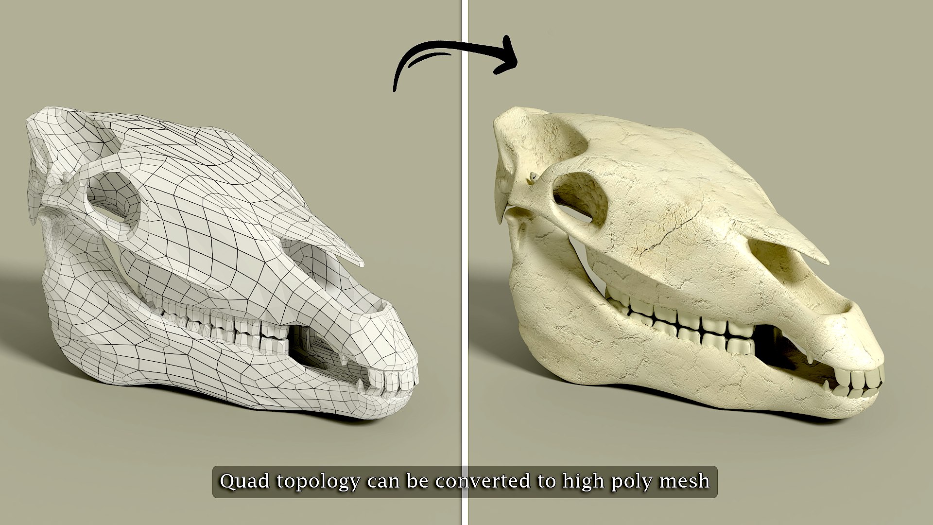 3D Animal Bone With Skull Model TurboSquid 1948371
