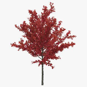 Young Tree Red Maple Autumn