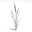 cattail plant 3ds