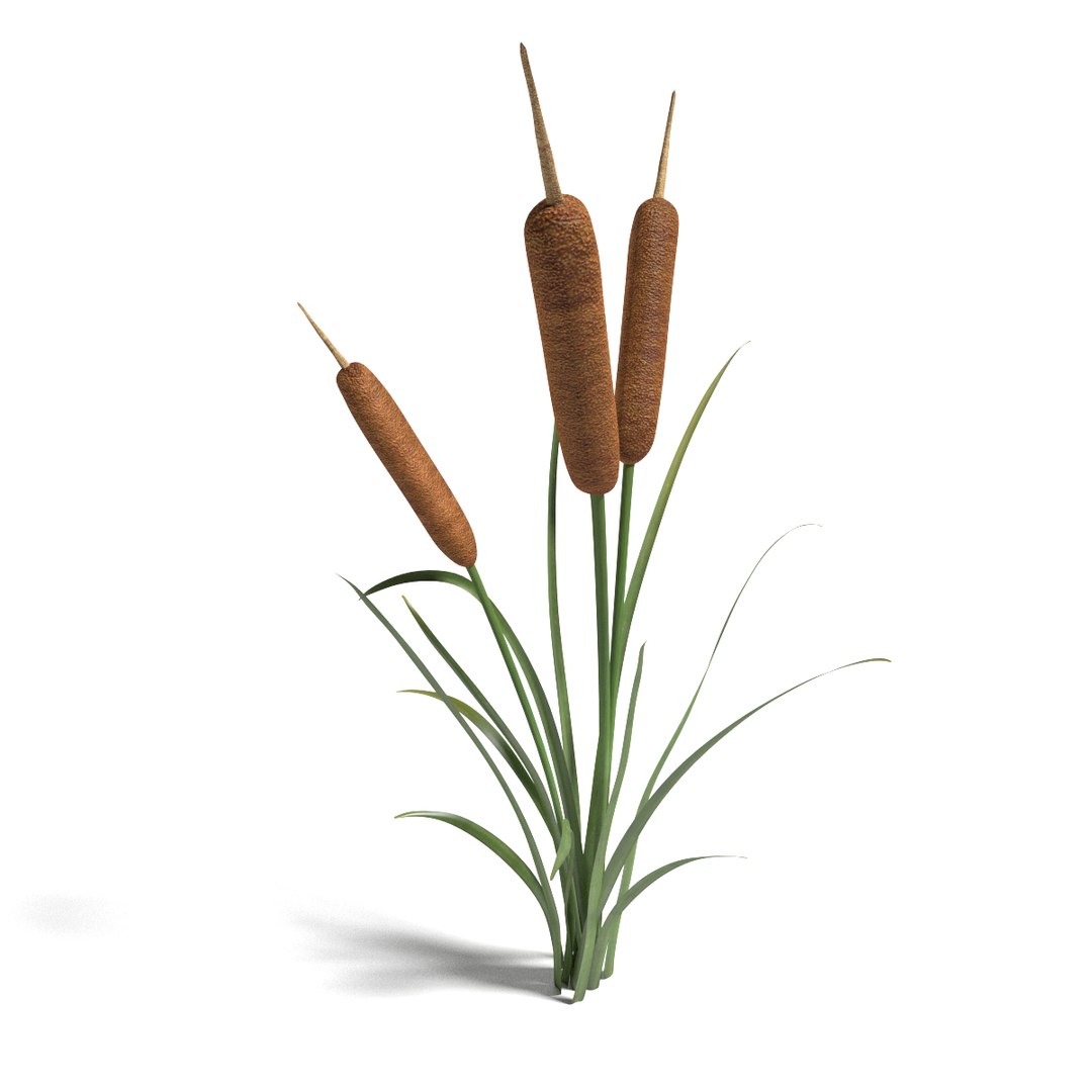 cattail plant 3ds https://p.turbosquid.com/ts-thumb/XO/lZ441n/FmcfAPeI/thumbnail2/png/1409002352/1920x1080/fit_q87/b90d085e93e9e377b7c2618fc0c104840379663a/thumbnail2.jpg
