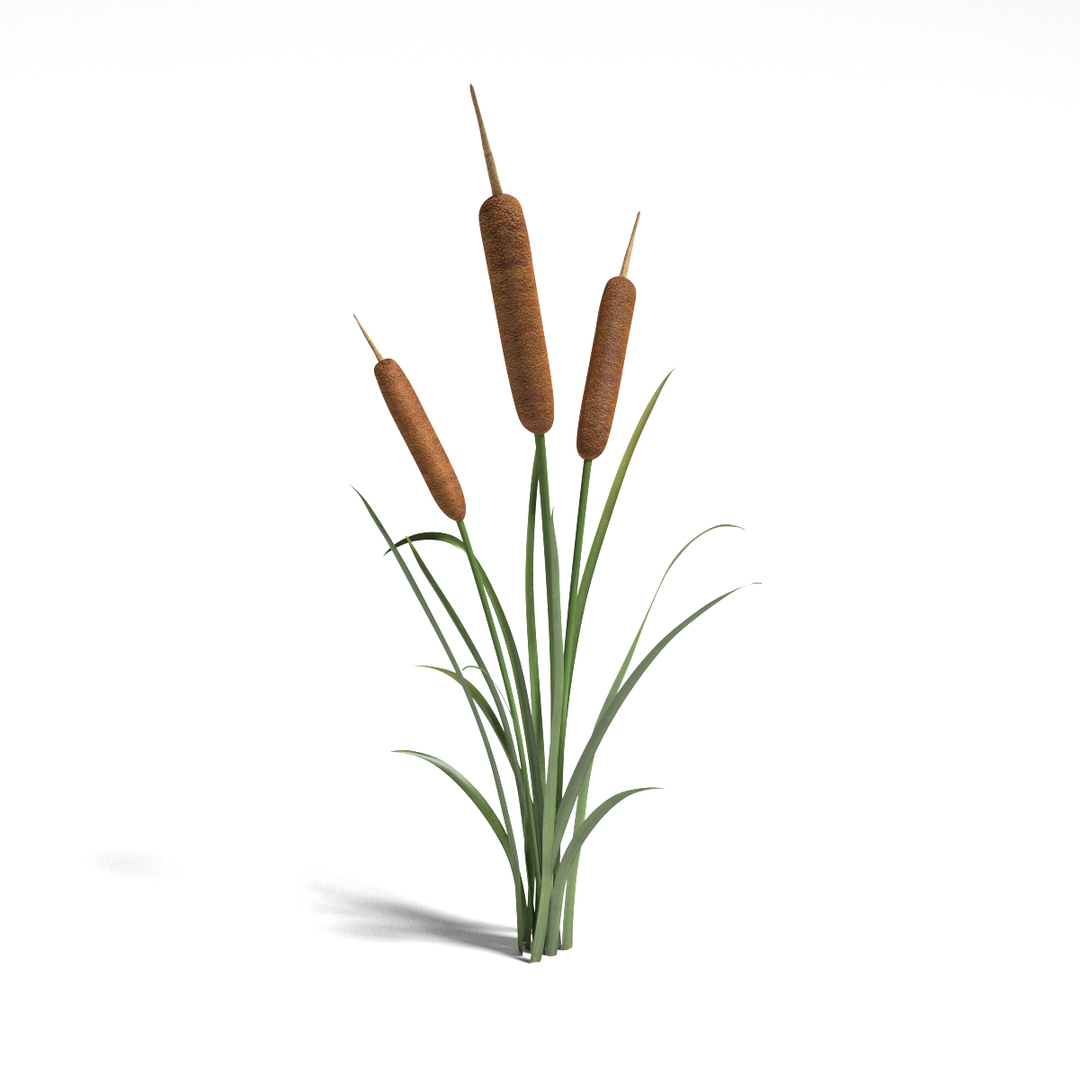 cattails png