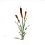 cattail plant 3ds
