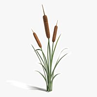 Cattail