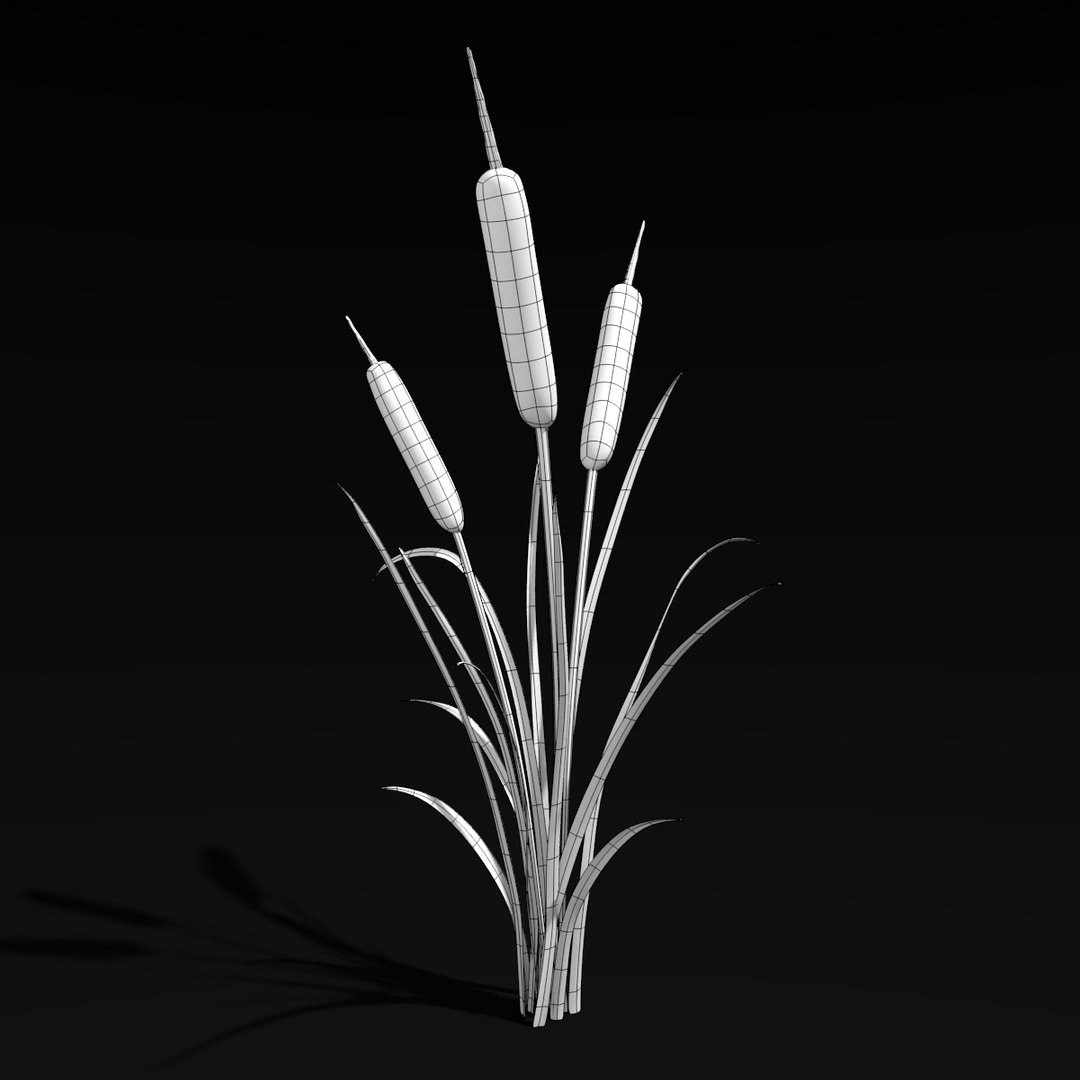 cattail plant 3ds https://p.turbosquid.com/ts-thumb/XO/lZ441n/bXoueuwD/wireframe/png/1408931160/1920x1080/fit_q87/917e440a3f33079bfd38de79ff5a2370d27d37b4/wireframe.jpg