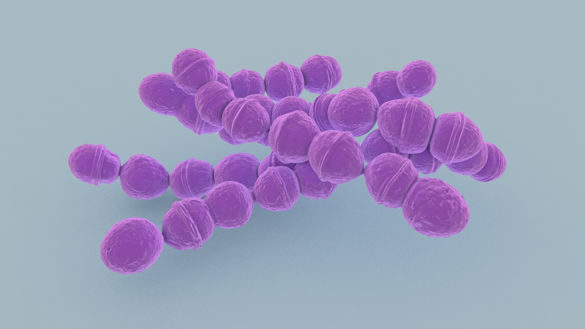 Streptococcus 3D model https://p.turbosquid.com/ts-thumb/XO/oAU64q/mx/streptococcus_images_floor_07/jpg/1775046920/1920x1080/fit_q87/1c6139fe7082484d32caa05291609728c9057dfd/streptococcus_images_floor_07.jpg