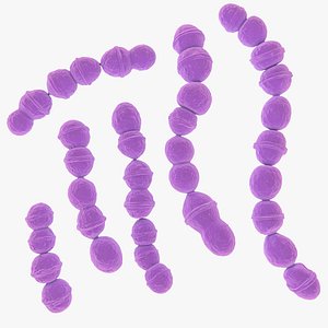 Streptococcus Pyogenes