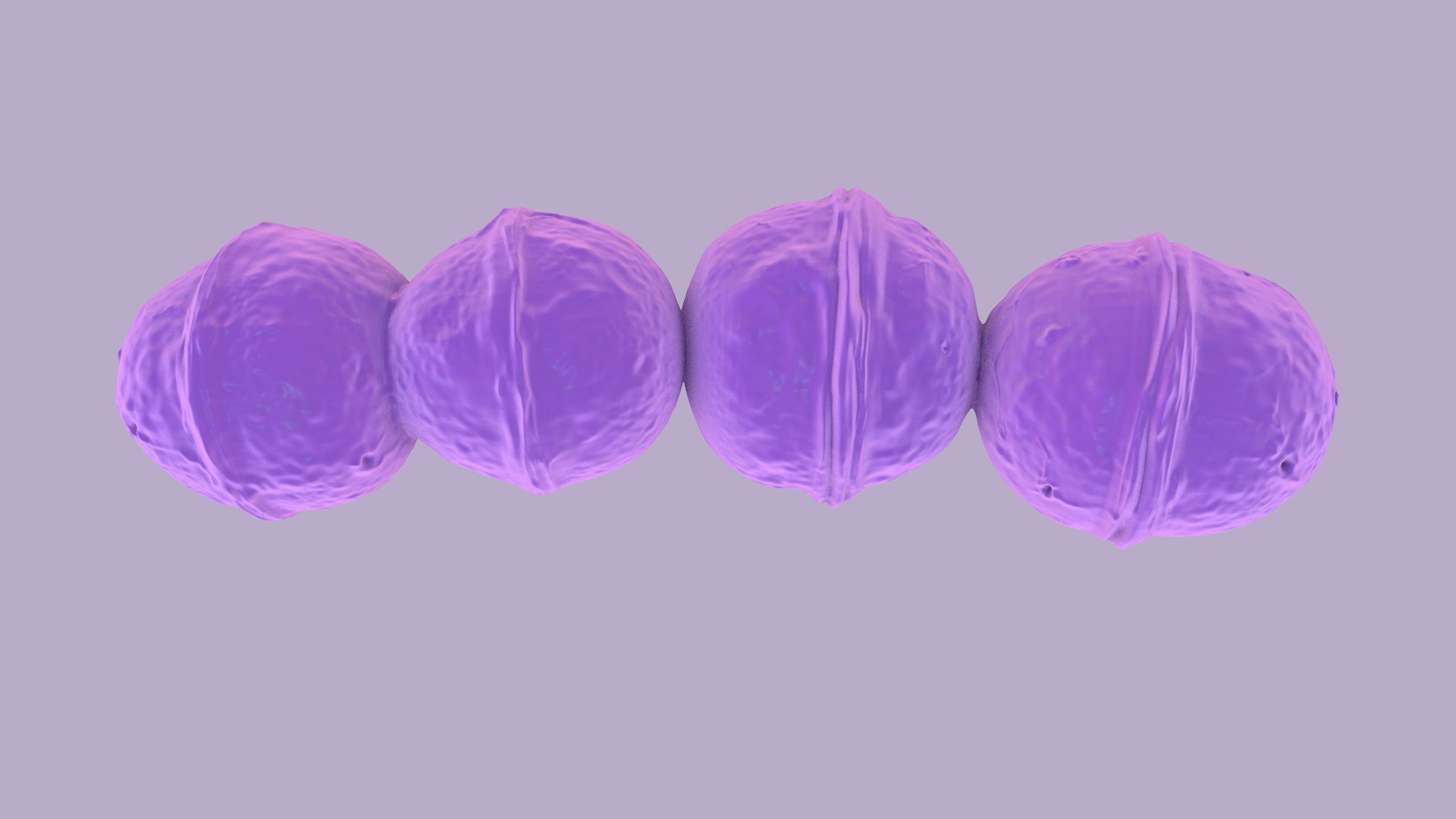 Streptococcus 3D model https://p.turbosquid.com/ts-thumb/XO/oAU64q/xw/streptococcus_images_02/jpg/1775046922/1920x1080/fit_q87/df93b9da94f95d061782e55d6bb65d5e9847044f/streptococcus_images_02.jpg