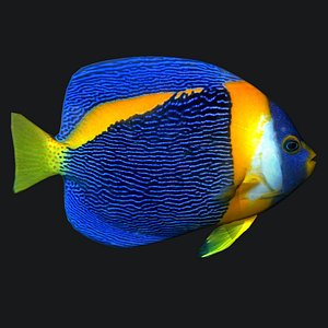 Angel Fish Queen