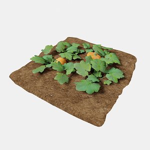 Pumpkin 3 growth stages