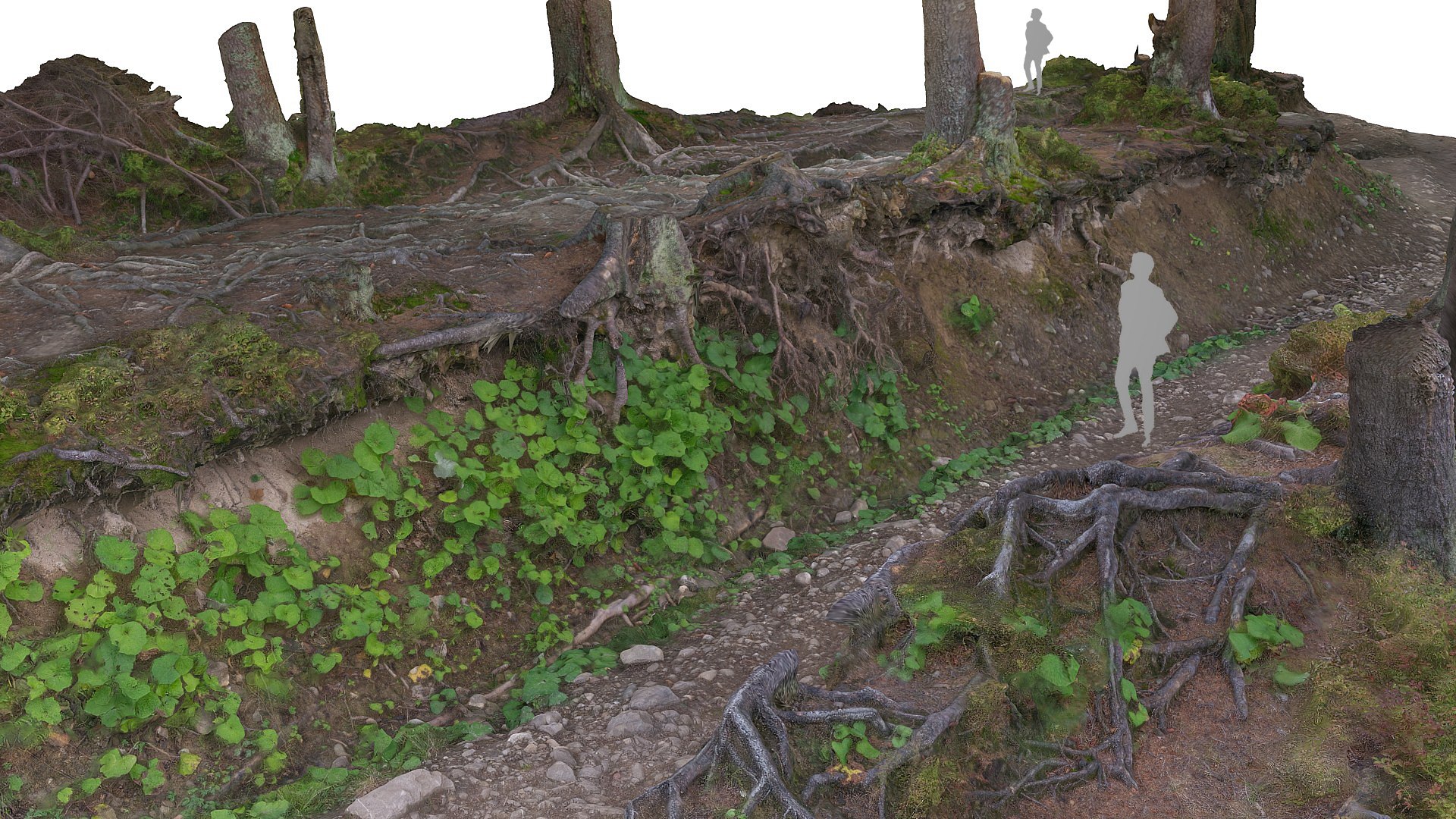 3d Forest Ultra Hd 24k Model