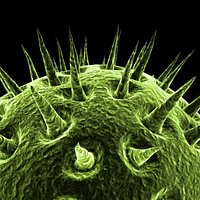 Virus Cell 4