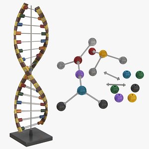 3D Education Dna and Molecule Model model
