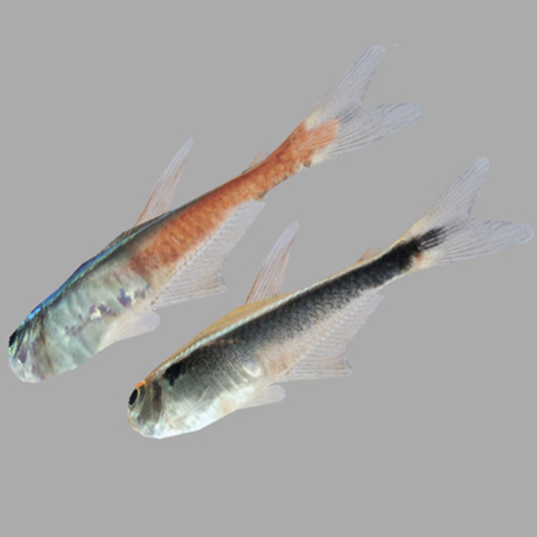 3d Fishes Neon Tetra Model
