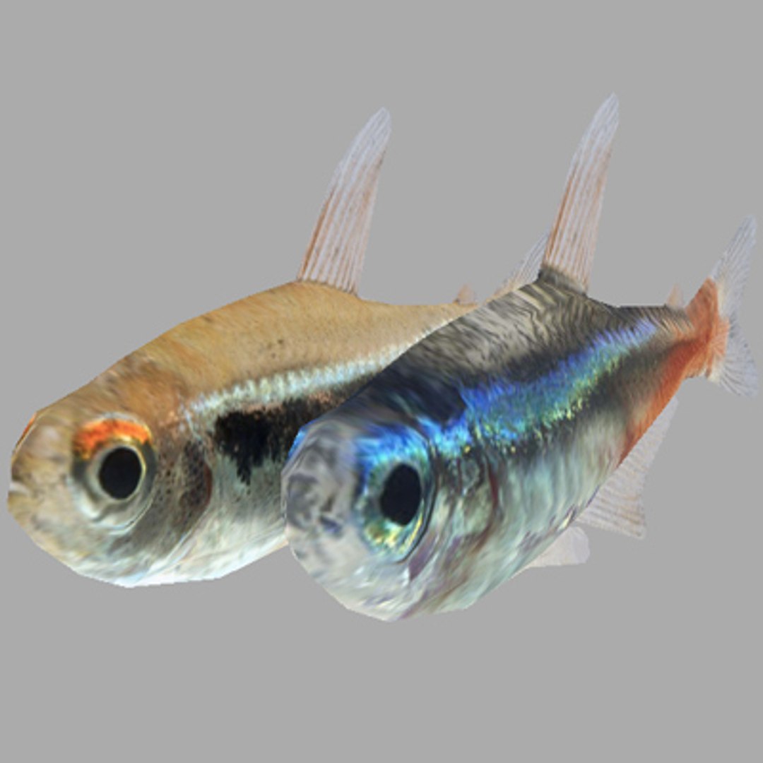 3d Fishes Neon Tetra Model