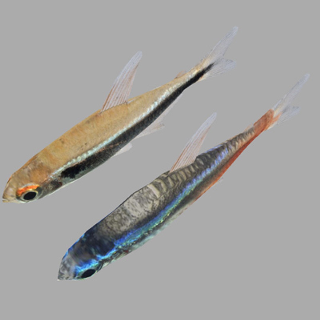 3d Fishes Neon Tetra Model