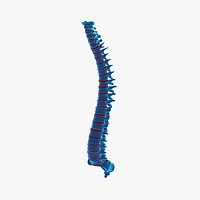 Vertebral Column