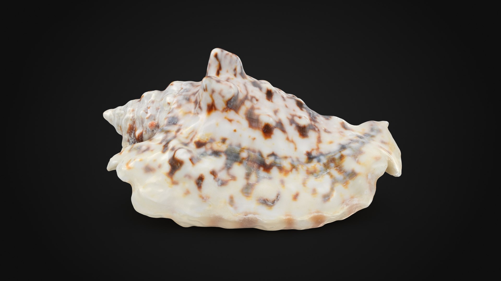 3D Sea Shell Collection 1 model https://p.turbosquid.com/ts-thumb/XP/SsoMQr/GI/lentigolentiginosus_a0001/jpg/1689075563/1920x1080/fit_q87/6dd7e1ec01f30dbf29af38f49b79f2098ab47d47/lentigolentiginosus_a0001.jpg
