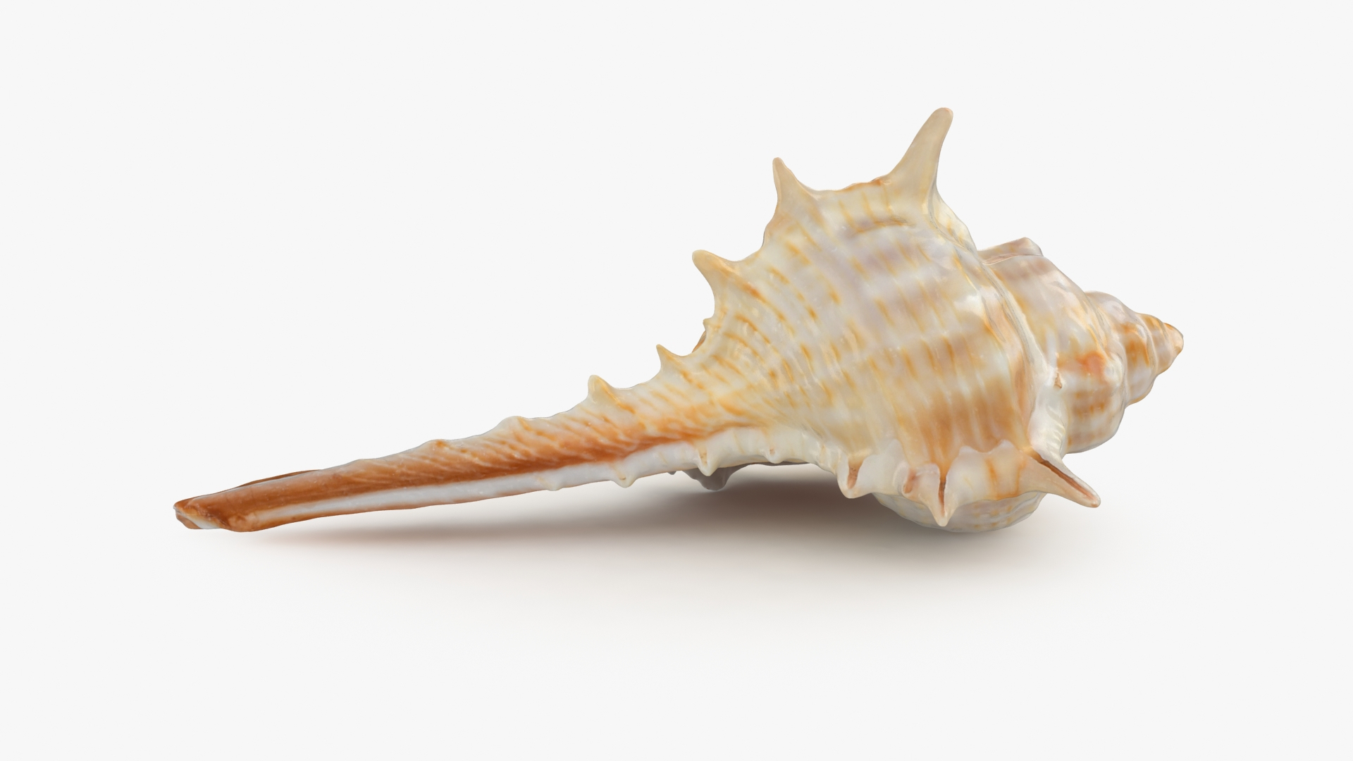 3D Sea Shell Collection 1 model https://p.turbosquid.com/ts-thumb/XP/SsoMQr/Gx/murexcarbonnieri/jpg/1690139389/1920x1080/turn_fit_q99/882fb0b656efc72a82df344eabd31750d144f9d8/murexcarbonnieri-1.jpg