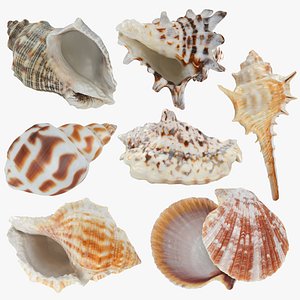 3D Sea Shell Collection 1 model