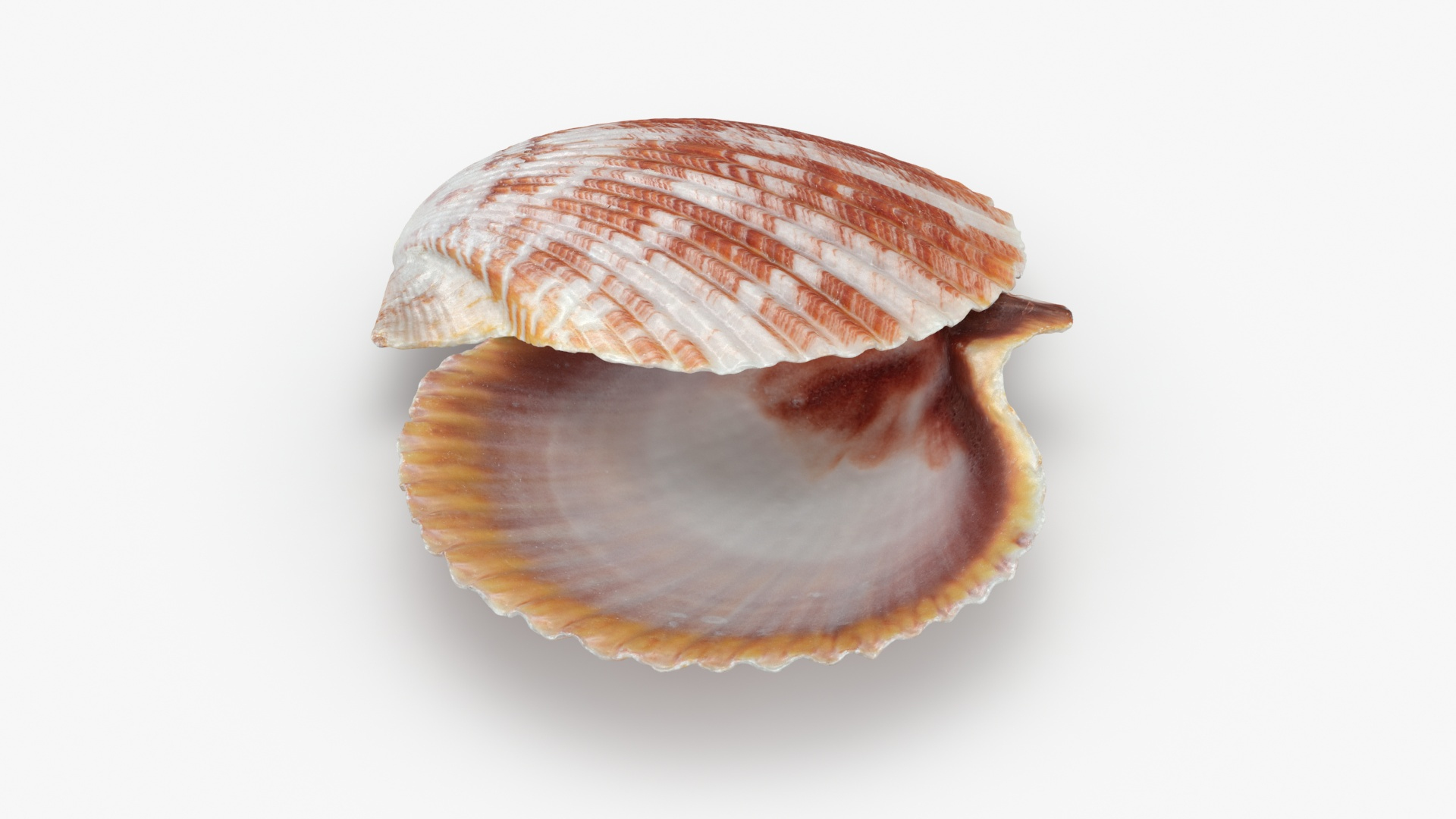3D Sea Shell Collection 1 model https://p.turbosquid.com/ts-thumb/XP/SsoMQr/x2/argopectencircularis/jpg/1697114007/1920x1080/turn_fit_q99/19e9a6abf2d9c1a2ddddcfd18dff0d44870e50b6/argopectencircularis-1.jpg