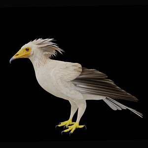 Egyptian Vulture Bird