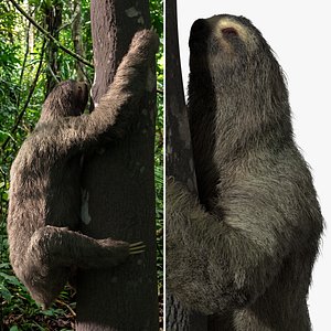 Sloth Tree Climb Fur Animated Rigged For Maya