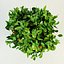 orange tree citrus