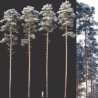 Pinus sylvestris #8 H24-27m Winter Five tree set