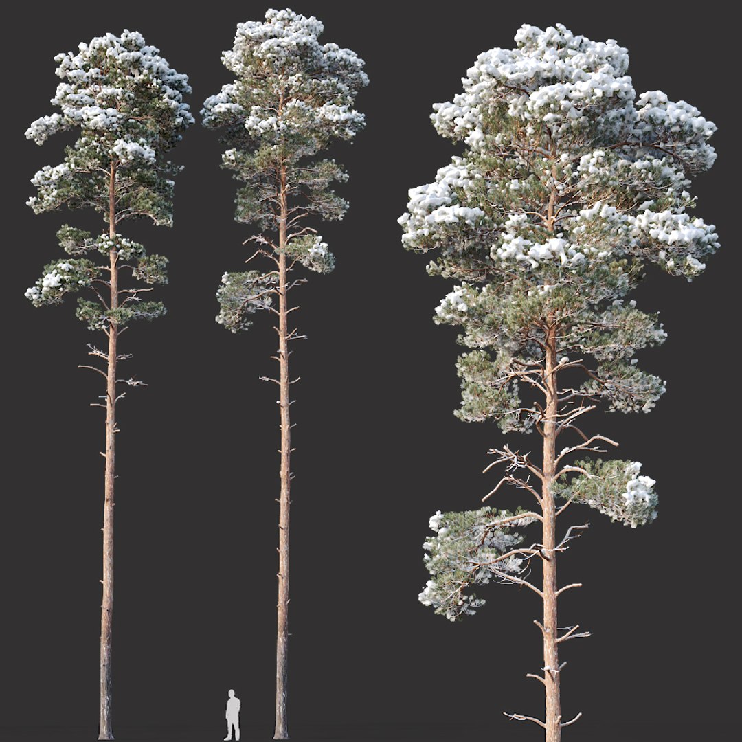 Pines snow needles 3D model - TurboSquid 1416960