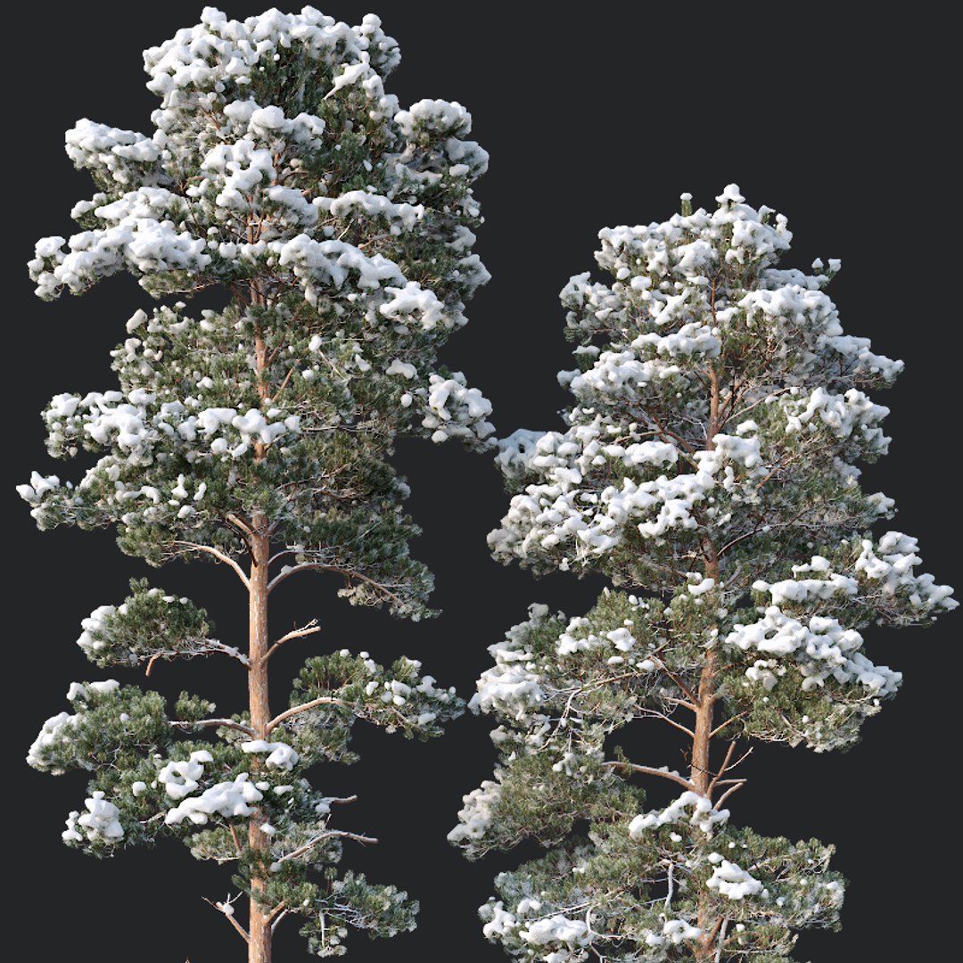 Pines snow needles 3D model - TurboSquid 1416960