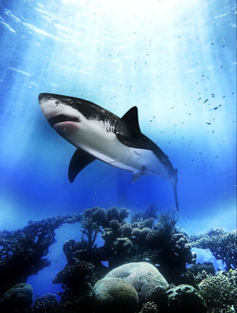 Great White Shark 3ds