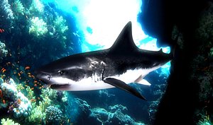 great white shark 3ds