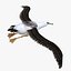 Albatross Bird Rigged