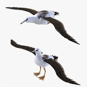 Albatross Bird Rigged