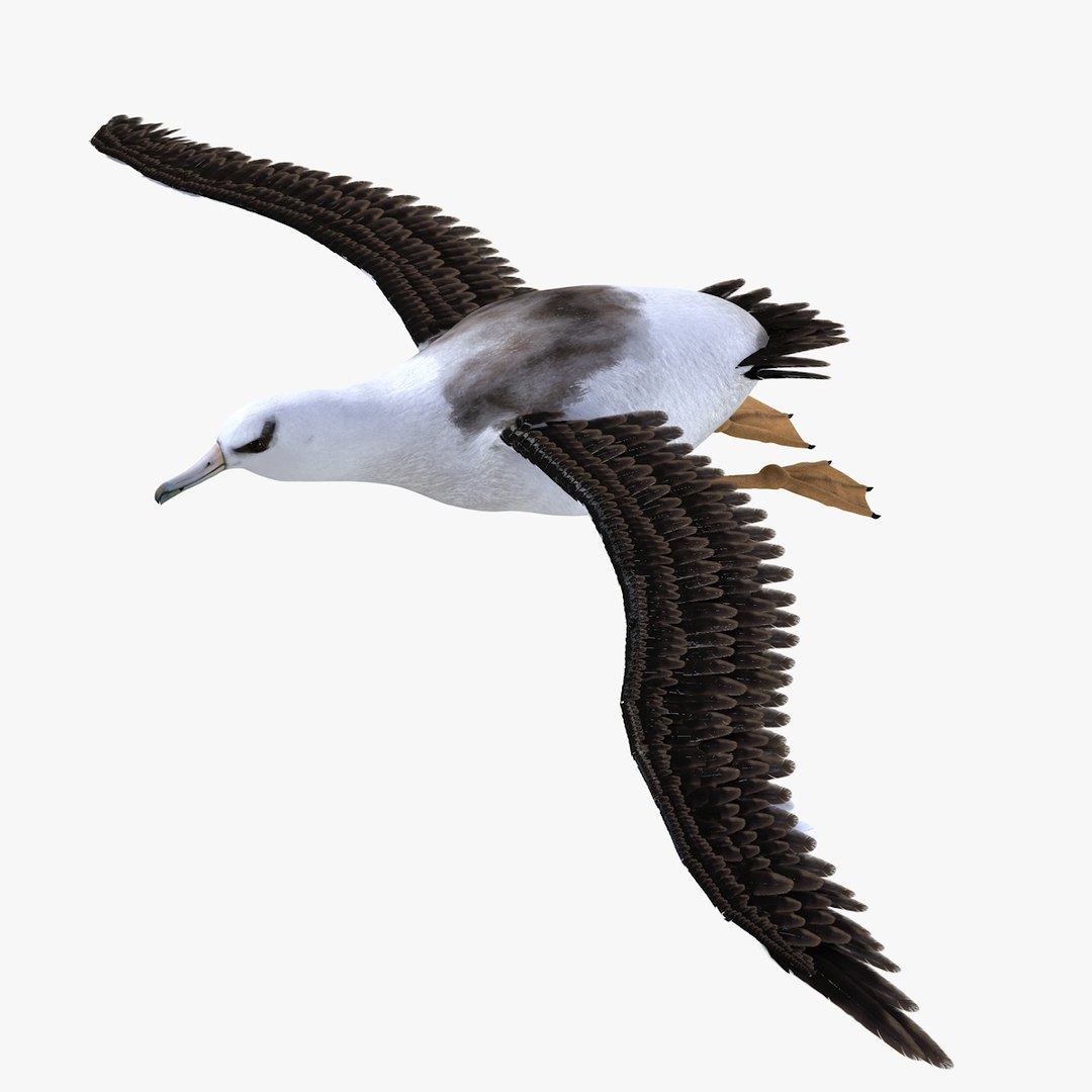 bird albatross 3D model https://p.turbosquid.com/ts-thumb/XP/kFLqZp/6uDE55xb/albatros3/jpg/1585827840/1920x1080/fit_q87/b8cec01ce651f8c3dbcf93c399c54c5e2f17b0bb/albatros3.jpg