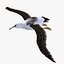 Albatross Bird Rigged