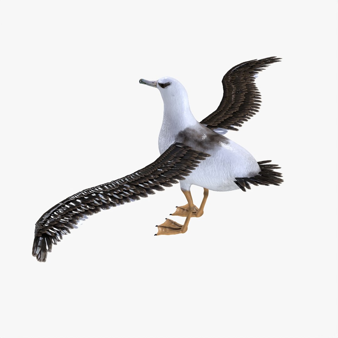 bird albatross 3D model https://p.turbosquid.com/ts-thumb/XP/kFLqZp/BSxhbyDP/albatros6/jpg/1585827939/1920x1080/fit_q87/6c15f7ca9c8dc60005a7a0535062c6216a55702c/albatros6.jpg