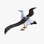 Albatross Bird Rigged
