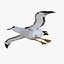 Albatross Bird Rigged