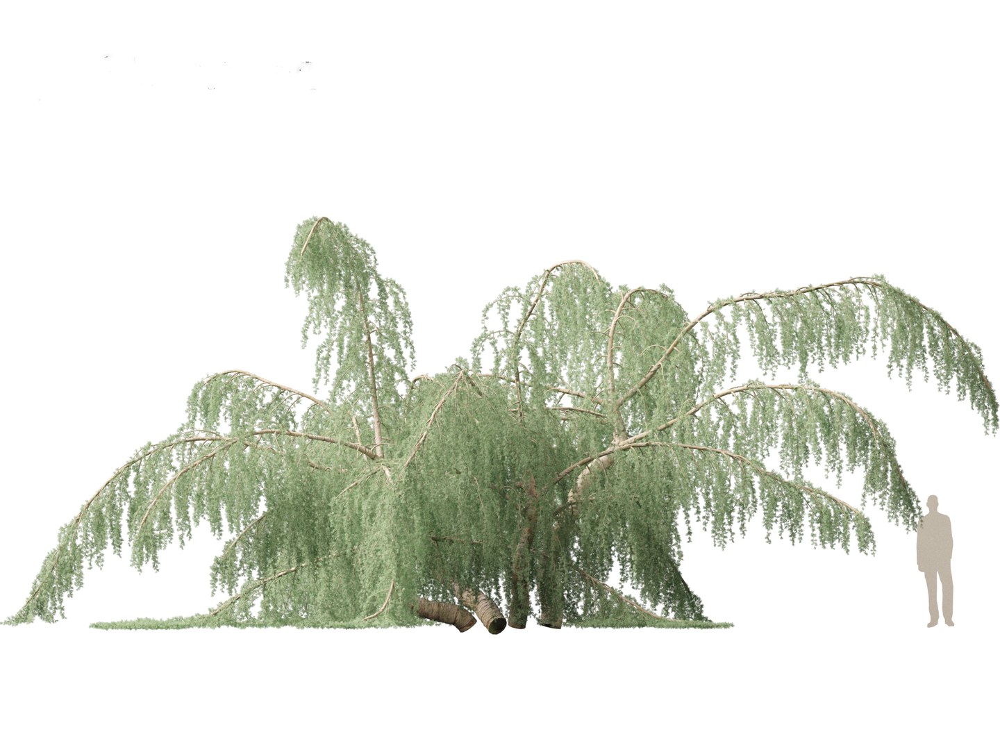 3D Cedrus atlantica Glauca Pendula - Atlas cedar model https://p.turbosquid.com/ts-thumb/XQ/4VAJmO/05/cedrusatlanticaglaucapendula013/jpg/1701832323/1920x1080/fit_q87/765dd3124a2809a0390b8a6a1b07ad1f9a0e1026/cedrusatlanticaglaucapendula013.jpg